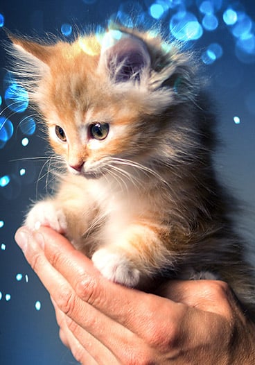 Cute Small Kitten