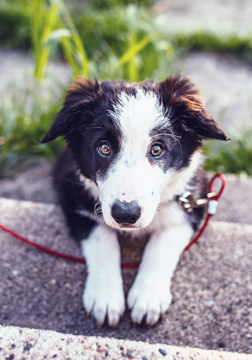 Cute Black and White Puppy Outside