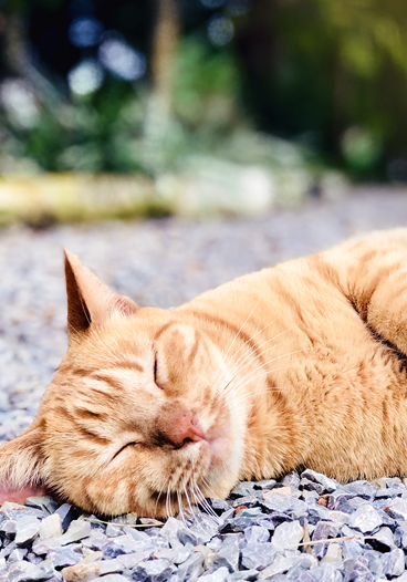 Sleepy Cat Outside